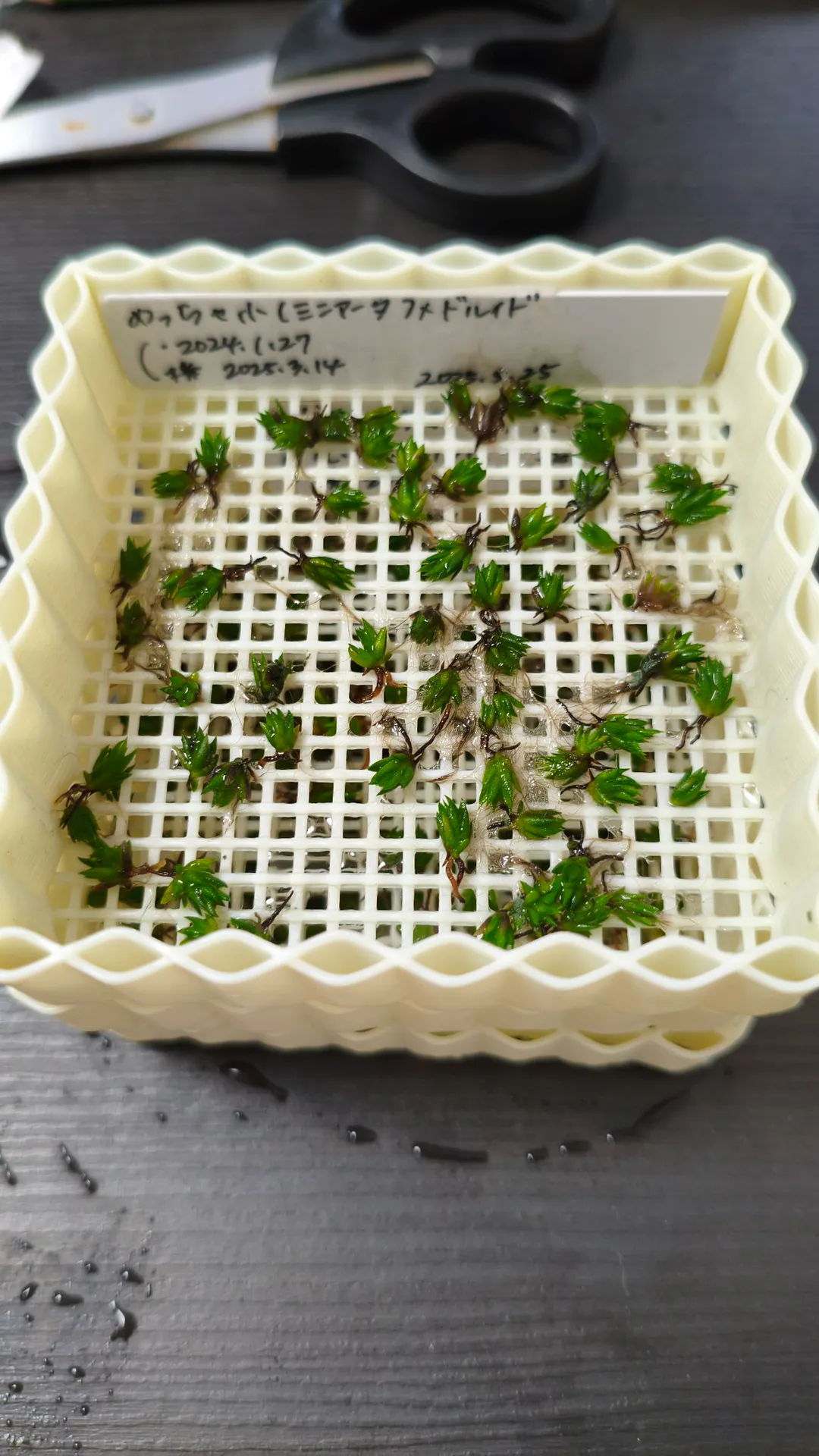 ionantha 'Miniata' × ionantha 'Druid'