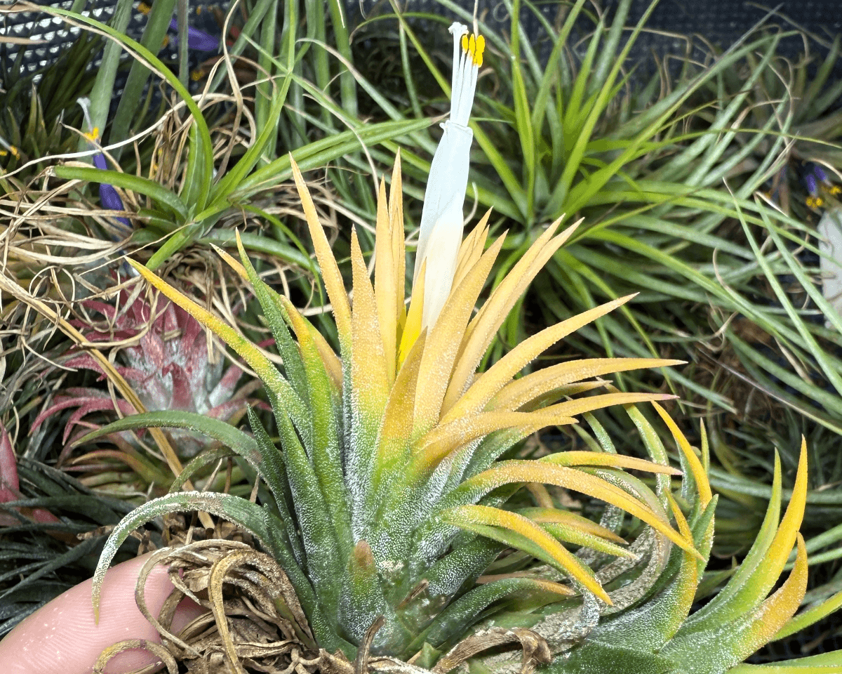 Tillandsia ionantha 'Uncle Vuth Pearl'