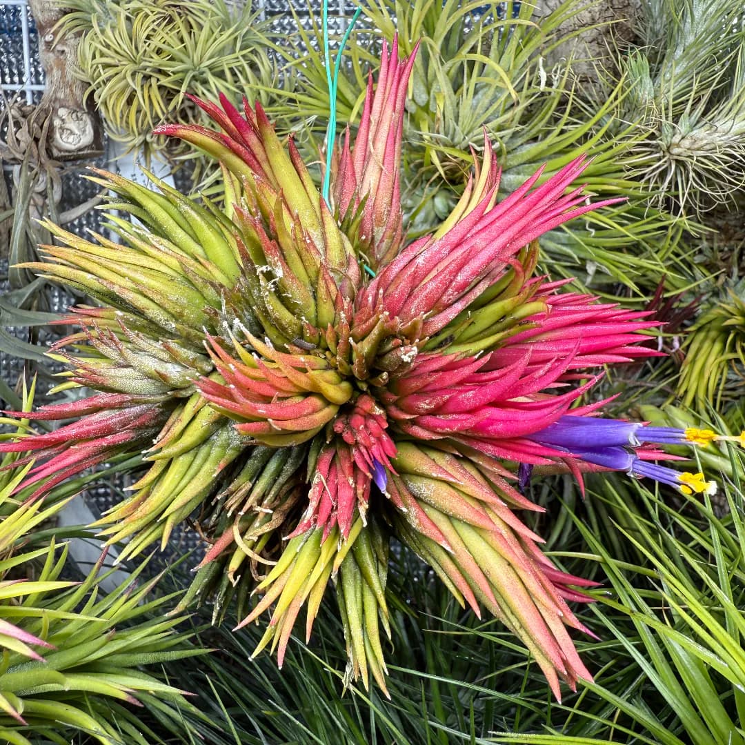 Tillandsia ionantha 'Haselnuss'