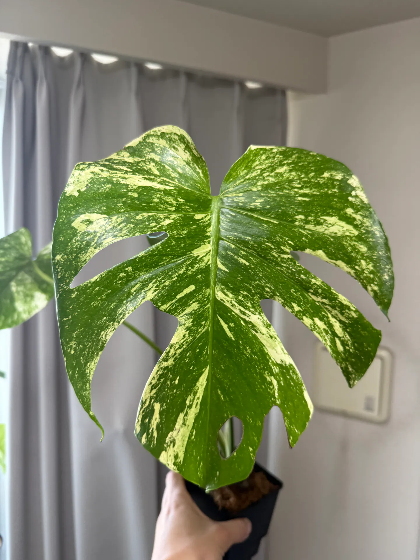 Monstera deliciosa 'White Monster'