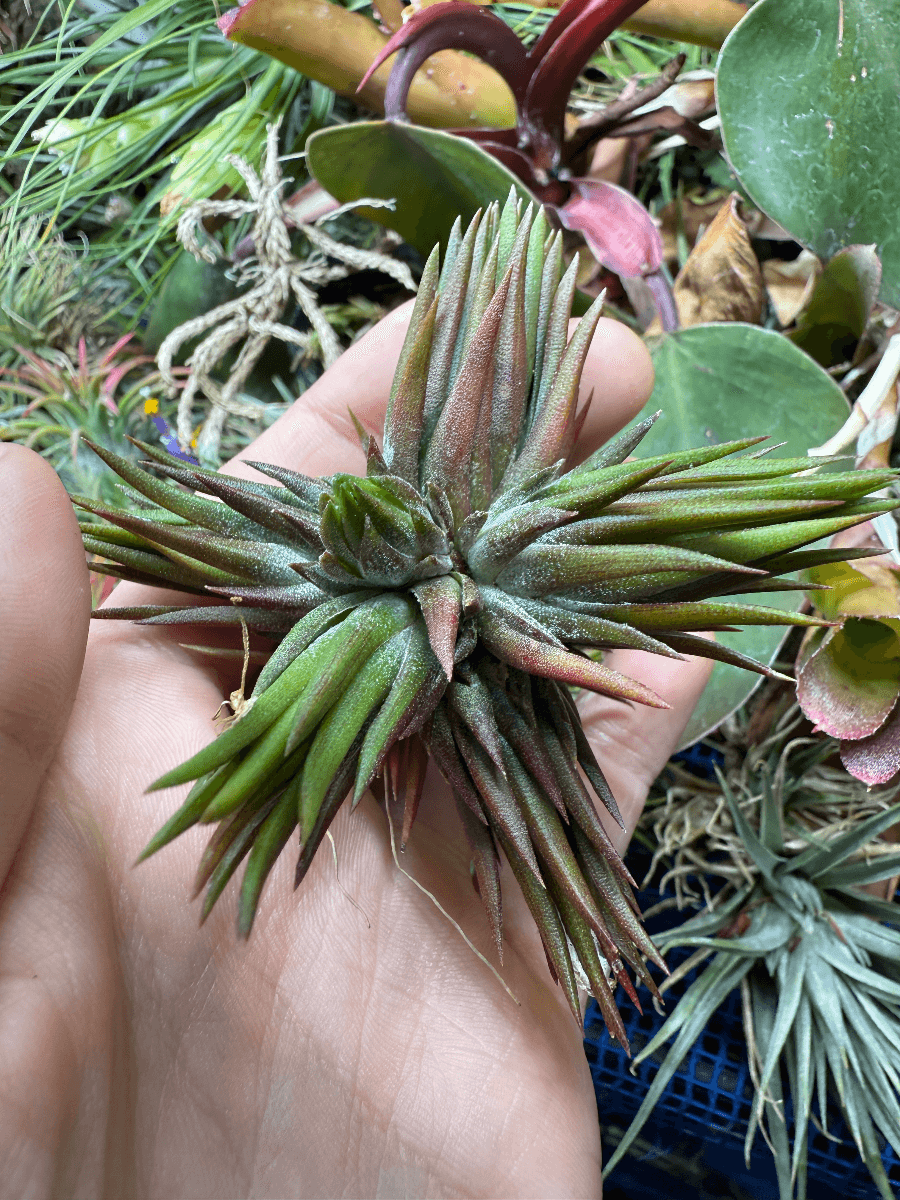 Tillandsia ionantha 'Apretado'